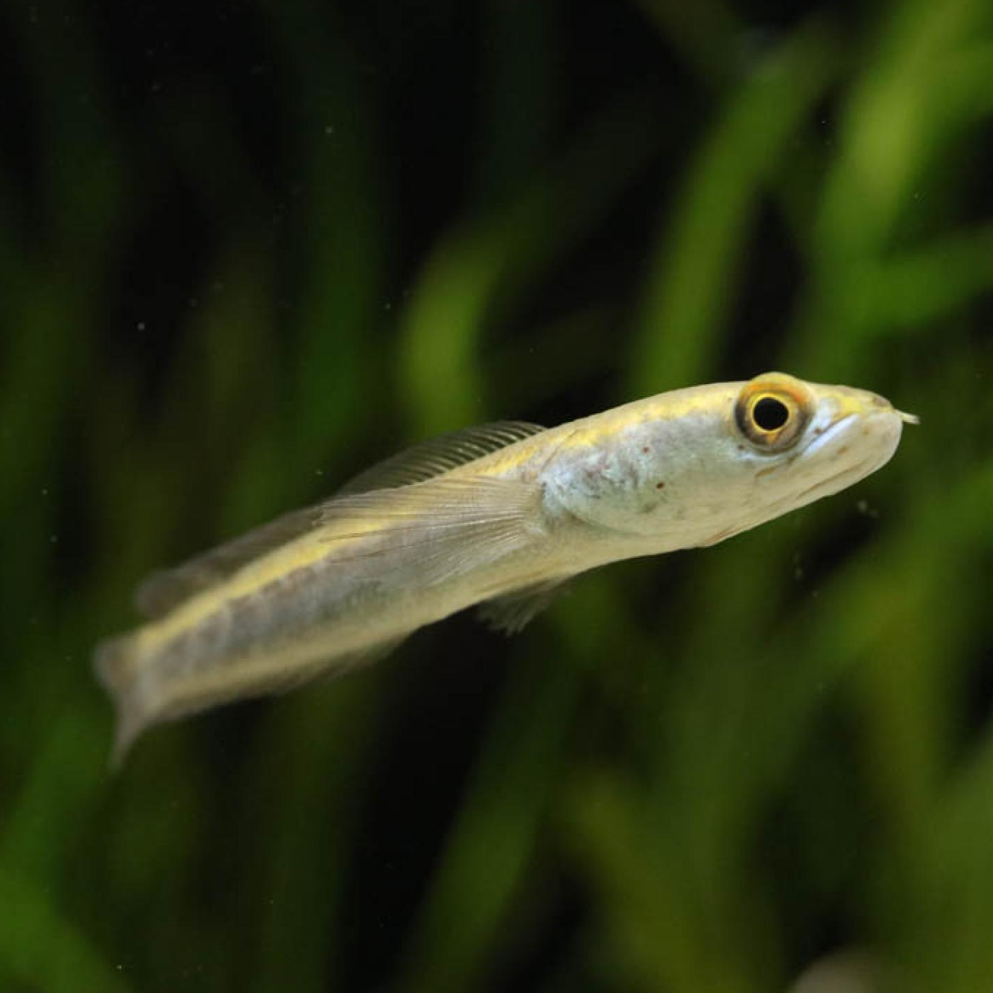 チャンナ マルリオイデス